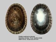Patella swakopmundensis
